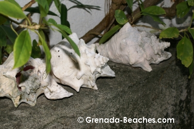 herons flight grenada villa conch shells